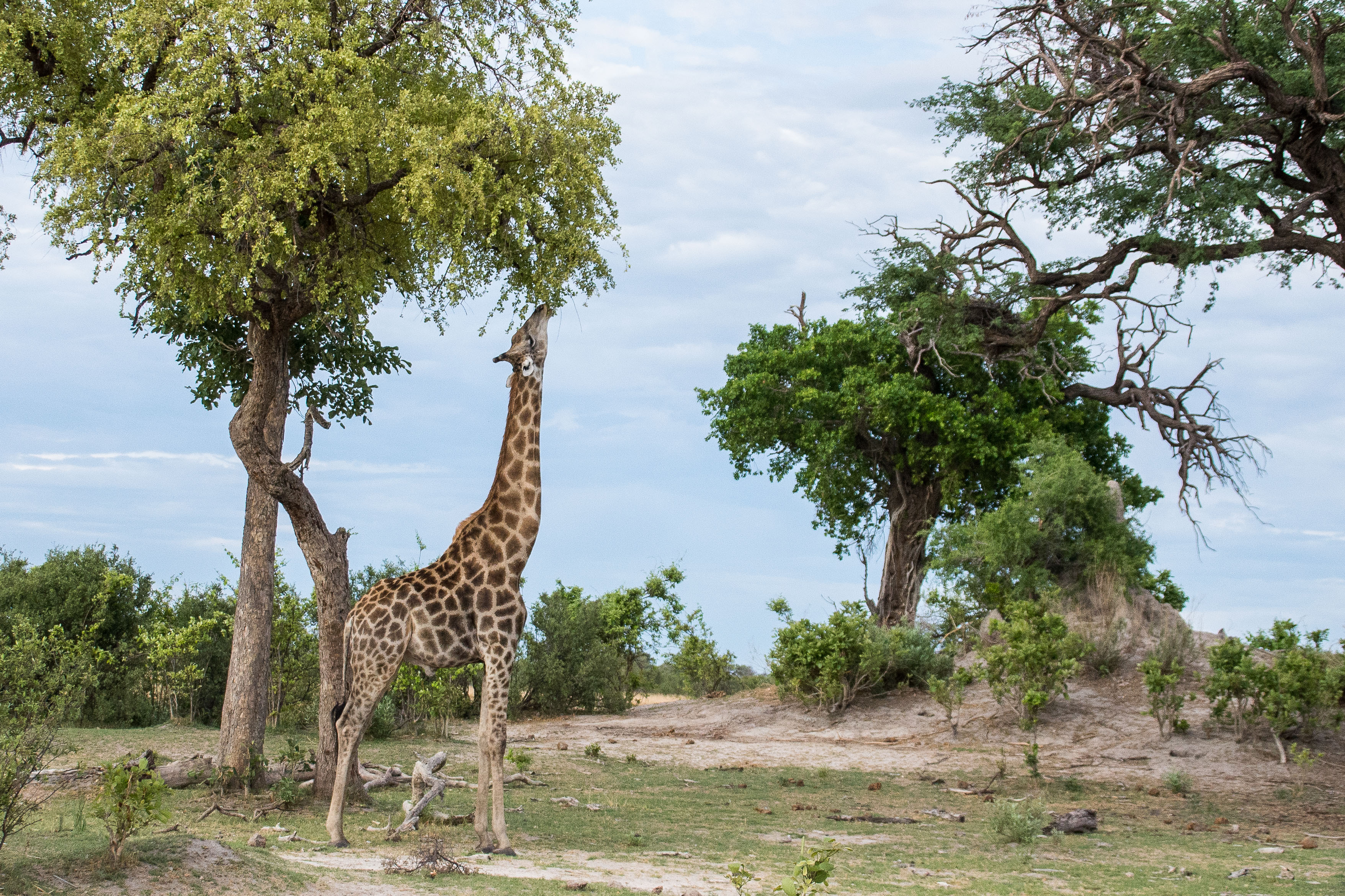 Girafe d'Angola (Angola giraffe,  Giraffa giraffa ssp angolensis) mâle adulte broutant le feuillage d'un acacia, Kwando reserve, Delta de l'Okavango, Botswana. 